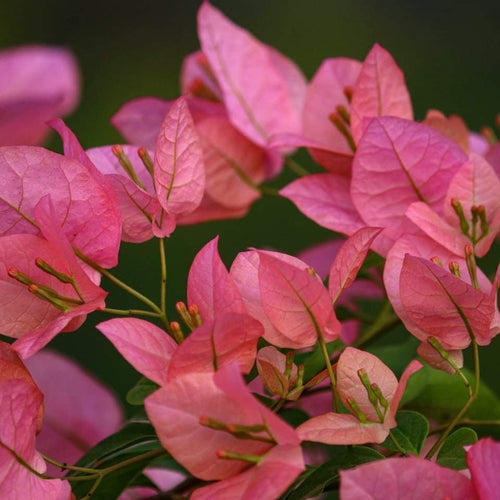 Lady Hudson (Grafted) - GO GREEN