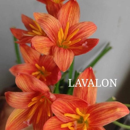 Lavalon - GO GREEN