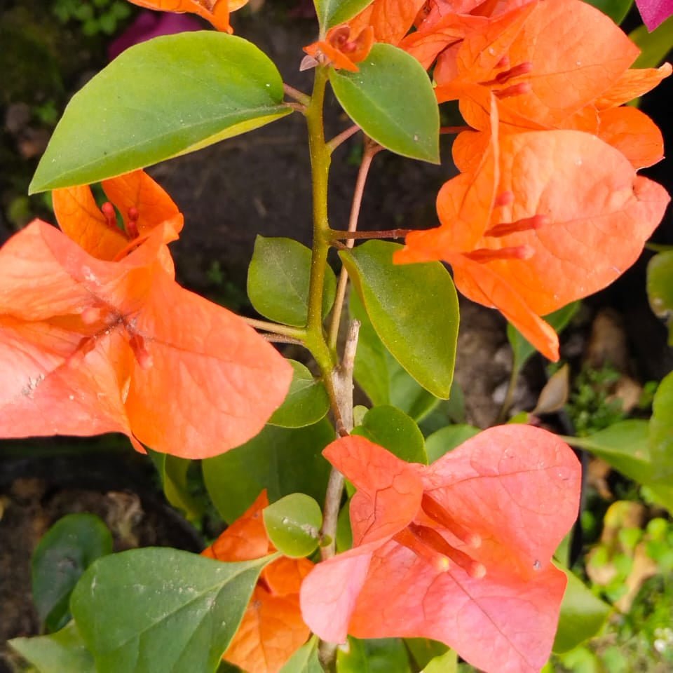 Luice Wathen - GO GREEN