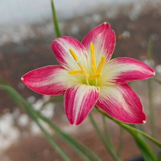 Ma Red Arrow - GO GREEN