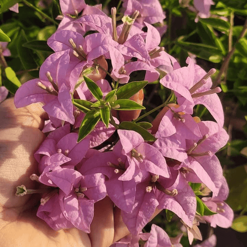 Mini Formosa - GO GREEN
