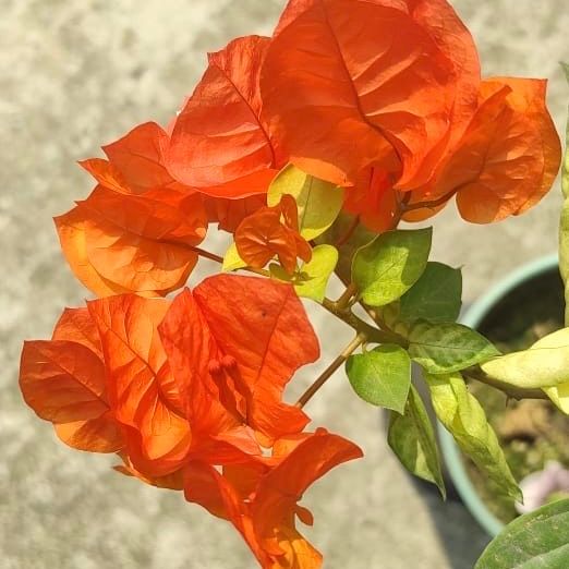 Moonlight Orange - GO GREEN