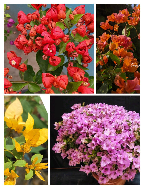 New Year Combo 2 Bougainvillea Plant alternate view