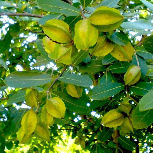 Arjuna Ayurvedic Plant