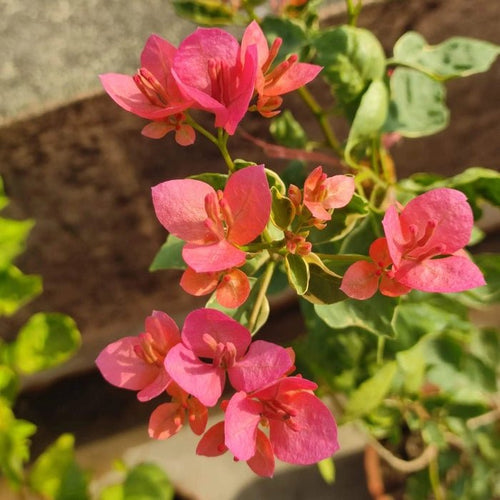 Orange Mashuri (Rooted) - GO GREEN