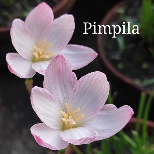 Pimpila - GO GREEN