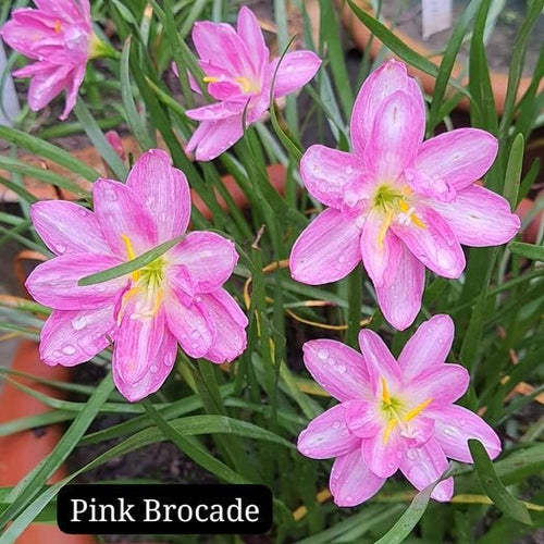 Pink Brocade - GO GREEN