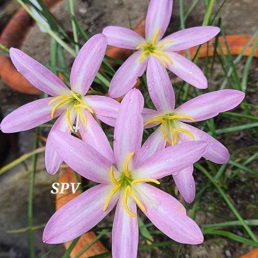 Pink Cotton - GO GREEN