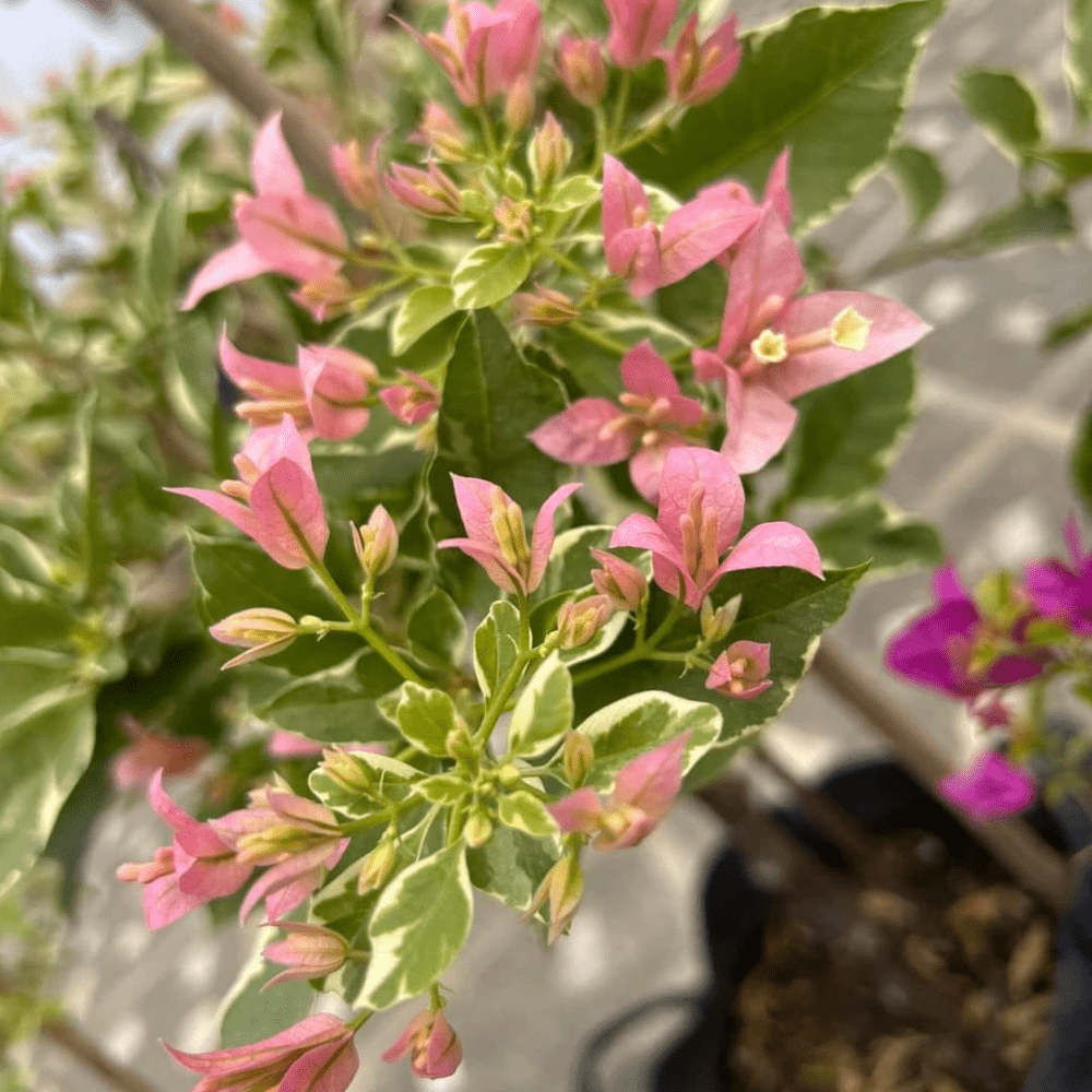Pink Patch (Grafted) - GO GREEN