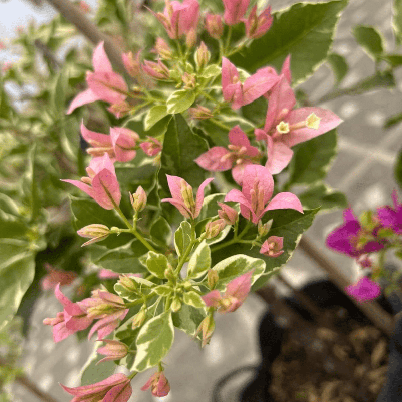 Pink Patch (Grafted) - GO GREEN