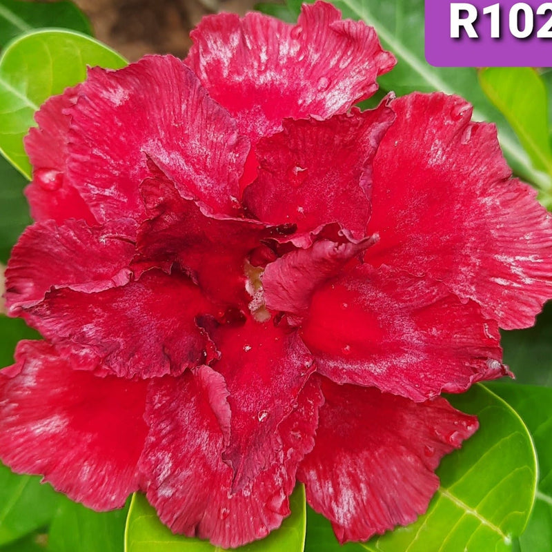 R102 - GO GREEN