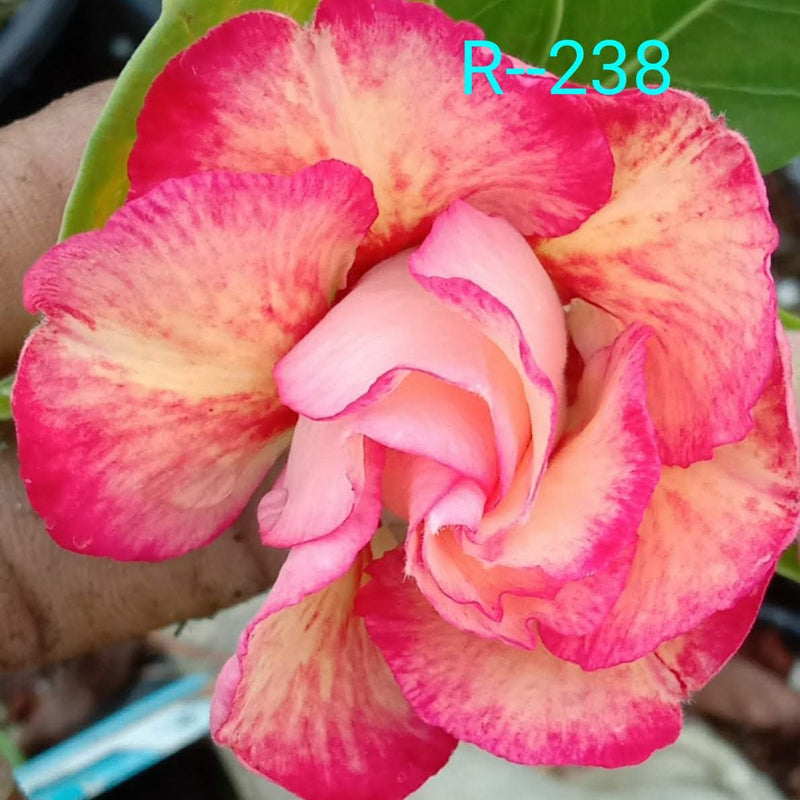 R238 - GO GREEN