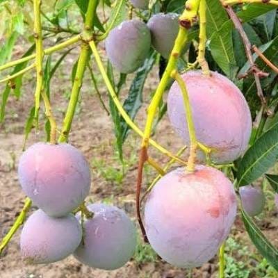 Arunika Mango