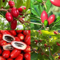 Miracle fruit matchure plant big