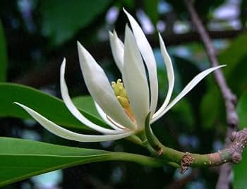 White Swarna Chapa