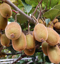 Kiwi 🥝 Thai varaity guarantee