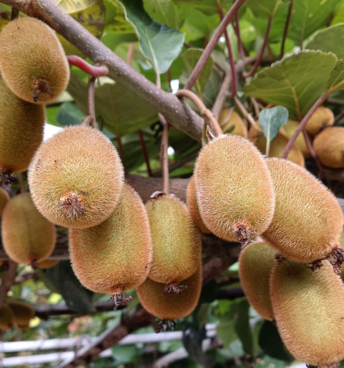 Kiwi 🥝 Thai varaity guarantee