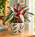 Stromanthe Triostar