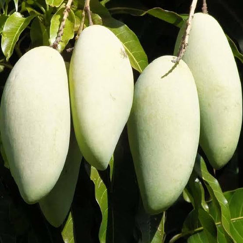 Honeydew mango 🥭 original varaity alternate view