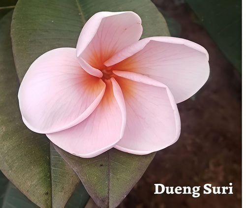 Dueng Suri