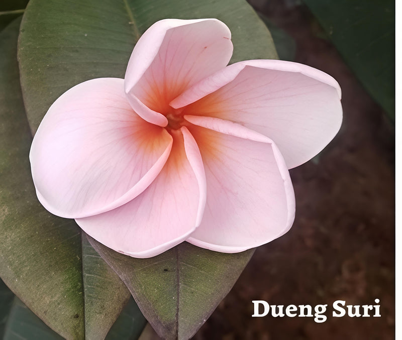 Dueng Suri