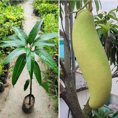 Banana mango original grafted