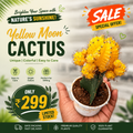 Yellow Moon Cactus