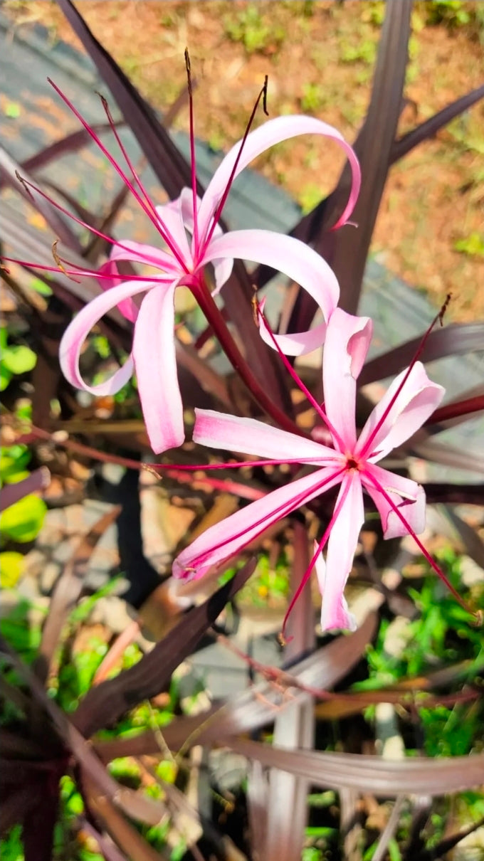 Black Lily
