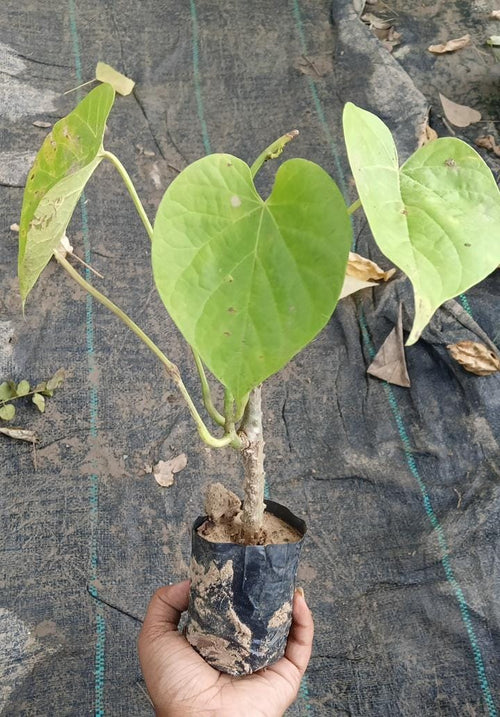 Gulancho Poddo