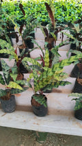 Calathea Lancifolia