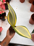 Golden Snake Plant