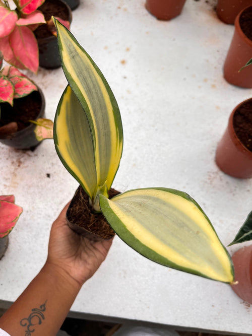 Golden Snake Plant alternate view
