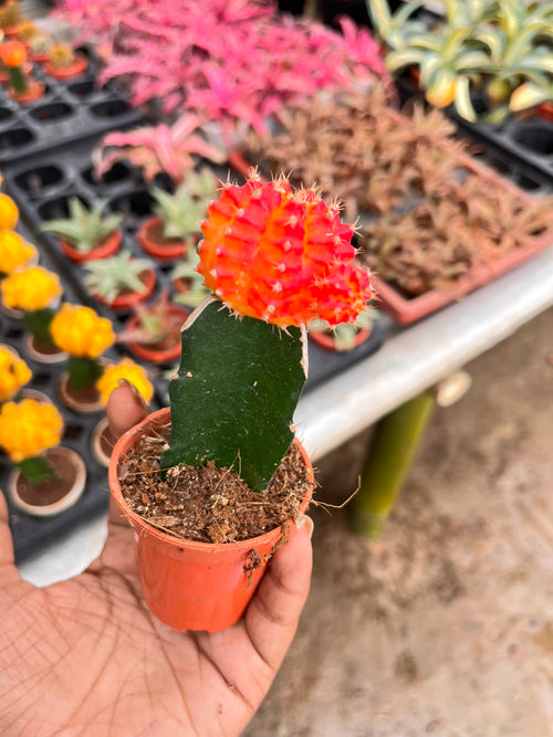 Orange Moon Cactus alternate view