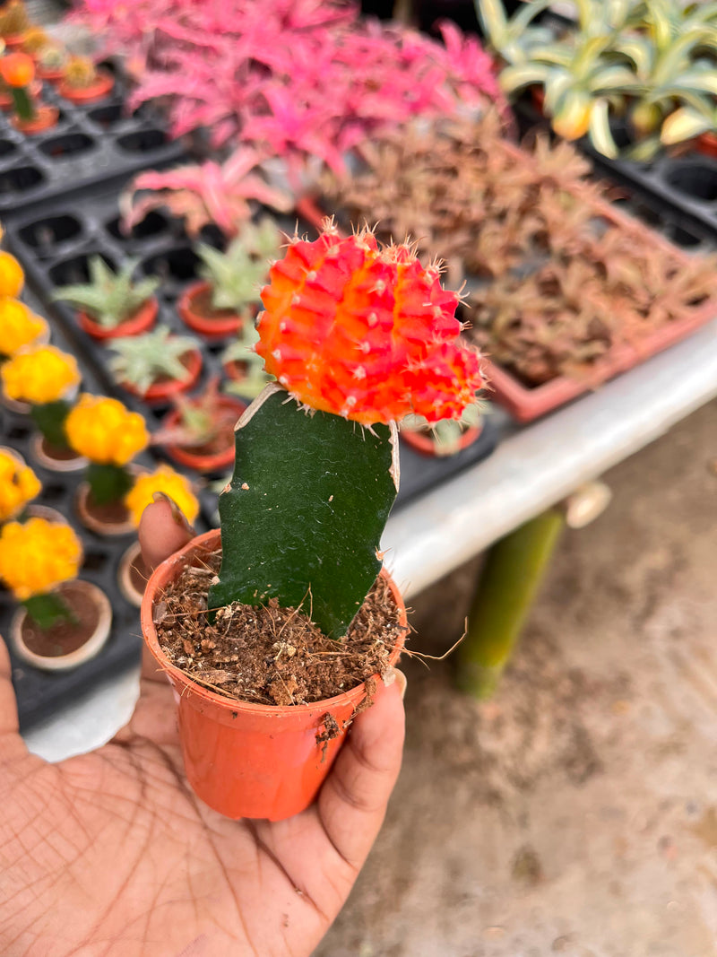 Orange Moon Cactus
