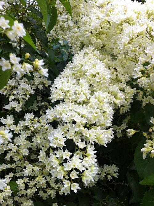 Snow Vine