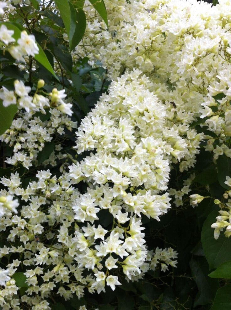 Snow Vine