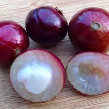 red hybrid jaboticaba jayent varaity