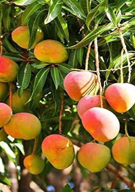 Neelum Mango traditional grafted