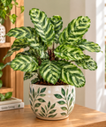 Calathea (Prayer Plant)