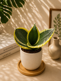 Snake (Sensevieria)