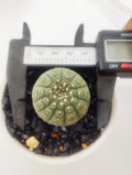 Gymnocalycium Ragonesei