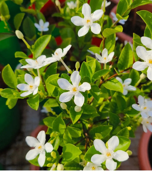 London jasmine /ভুটান টগর
