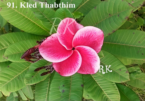 Kled Thabthim