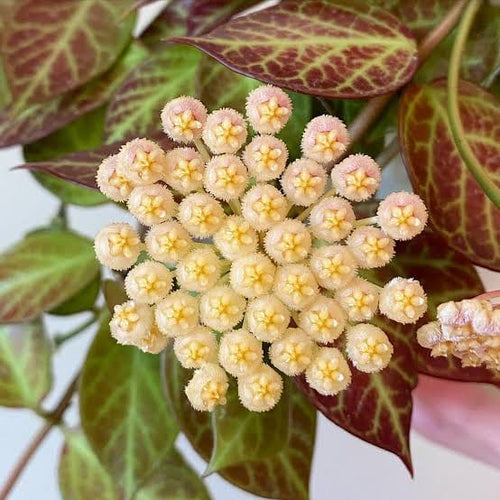 Sunrise Hoya