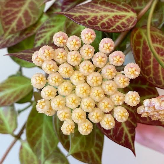 Sunrise Hoya