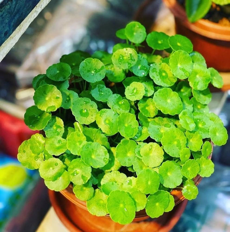 Coin Plant
