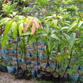 Golap-khas Grafted the real mango