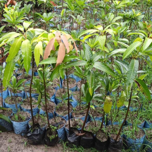 Golap-khas Grafted the real mango alternate view