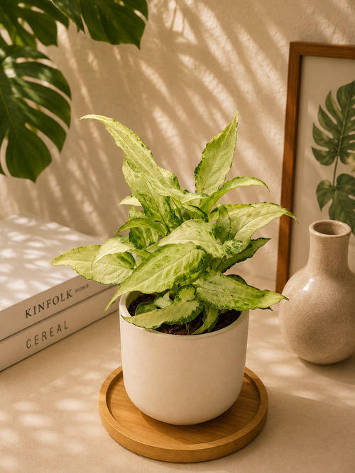 Syngonium Podophyllum