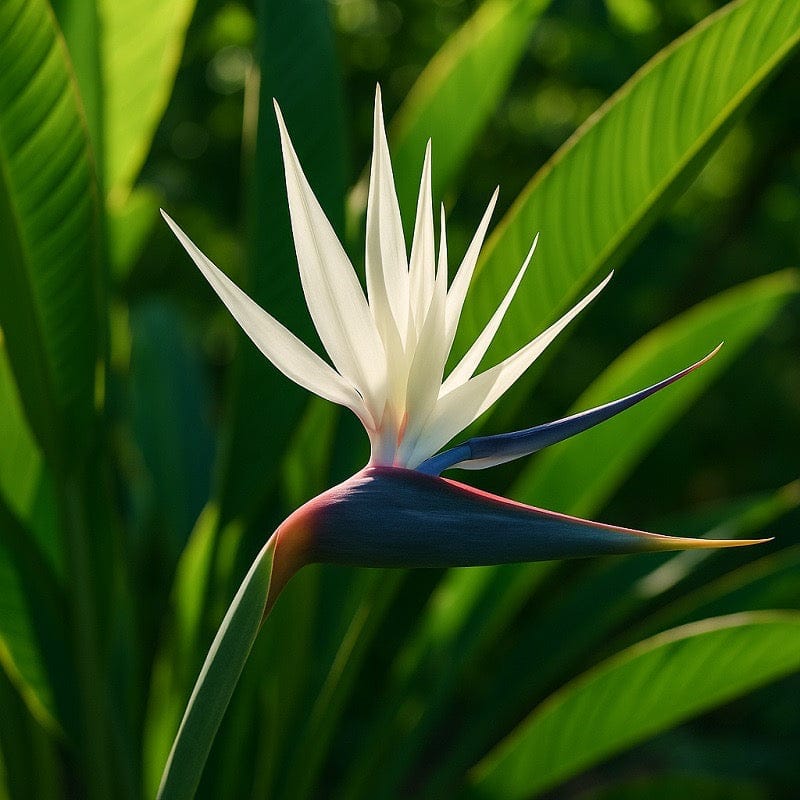Bird of Paradise White